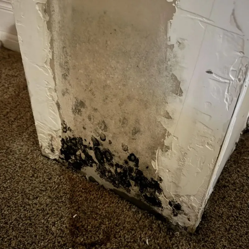 Professional Mold Removal in Tustin, CA
